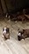 Kc Reg Boxer cachorros Bobtails - Foto 1