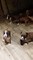 Kc reg boxer cachorros bobtails