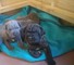 Kc registrados azules negros napolitanos mastiff