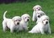 Labrador cachorros de calidad padres con LOE - Foto 1