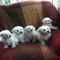 Los cachorros akc de bichon frise en venta