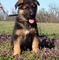 Los cachorros de pastor alemán disponibles - Foto 1