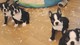 Los cachorros encantadores boston terrier