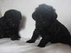 Los cachorros labradoodle miniatura