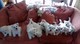 Los cachorros maravillosos Blanco West Highland Terrier - Foto 1