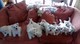 Los cachorros maravillosos blanco west highland terrier