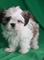 Los cachorros Shih Tzu Ready - Foto 1