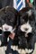 Los cachorros Springerdoodle Hermosas - Foto 1