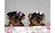 Los cachorros teacup yorkie para adopción regalo