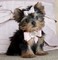 Los cachorros yorkie gorgeous regalo