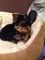 Miniture Yorkshire Terrier cachorros - Foto 1