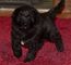 Newfoundland puppies for adoption