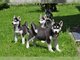 Perfect cachorros siberianos husky