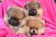 Perritos de pomeranian disponible