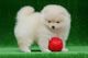 Perritos de pomeranian disponible