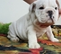 Precioso macho de bulldog ingles inscrito en loe