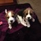 Regalo beagle cachorros kc registrado