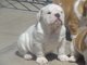 Regalo Blanco puro lindo cachorro de Bulldog Inglés disponibles - Foto 1