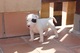 Regalo bull terrier con pedigree