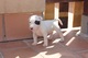 Regalo bull terrier en adopcion gratis