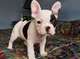 Regalo Bulldog frances en adopcion gratis - Foto 1