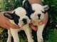 Regalo Bulldog frances en adopcion gratis - Foto 1