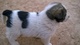 Regalo cachorro de mastin español - Foto 1