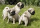 Regalo cachorros pug impresionantes 9/10