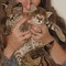 Regalo gatitos Savannah para Adopción - Foto 1