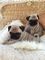 Regalo Hermosos cachorros de pug con pedigri - Foto 1