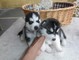 Regalo inteligente cachorros de husky siberiano para navidad - Foto 1