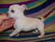 Regalo kc reg chihuahua 2 crema tiny - Foto 1