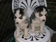 Regalo los cachorros siberian husky