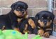 Rottweiler bien entrenado lindo y adorable para adopción