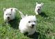 West highland white terrier