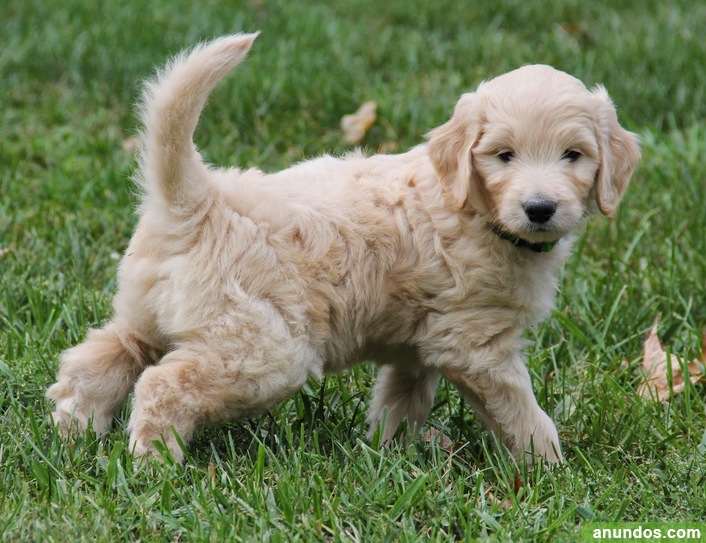 Cachorro de Goldendoodle listo para un nuevo hogar - Palmas de Gran Canaria