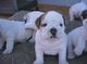 Adoptar hermosos cachorros bulldog inglés