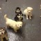 Alaskan Malamute Puppies For Sale - Foto 1