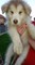 Alaskan Malamute Puppies For Sale - Foto 1