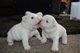 Azul y blanco cachorros de bulldog francés