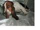 Basset hound, cachorros - Foto 1