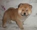 Brillantes cachorros Chow Chow listos para un nuevo hogar - Foto 1