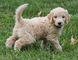 Cachorro de Goldendoodle listo para un nuevo hogar - Foto 1
