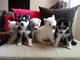 Cachorro de husky siberiano está para libre adopción