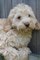 Cachorros Australiano Labradoodle disponibles - Foto 1