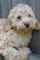 Cachorros australiano labradoodle disponibles