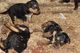 Cachorros de airedale terrier