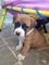 Cachorros de American Staffordshire - Foto 1