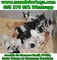 Cachorros de bulldog francés desde 399€