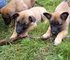 Cachorros de pastor de Bélgica - Foto 1